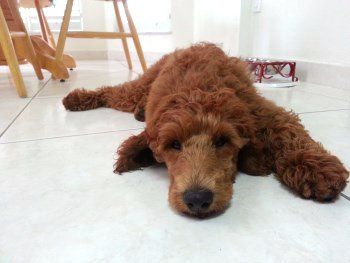 Dark red cheap standard poodle